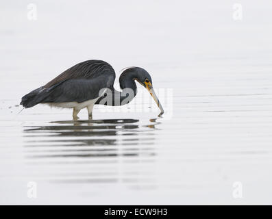 Aigrette tricolore, Egretta tricolor, dans les eaux peu profondes des marais et lagune de fort de soto poisson chasse , Florida, USA Banque D'Images