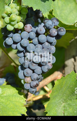 Racemations de violet (bleu) les raisins sont la lumière du soleil. La photo est dans le vignoble. Banque D'Images