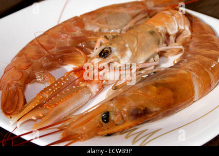 Les poissons méditerranéens typiques et traditionnelles : crevettes et langoustines Banque D'Images