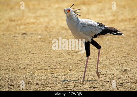 Oiseau secrétaire dans le désert à pied le Parc National Kgalagadi Northern Cape Afrique du Sud Banque D'Images