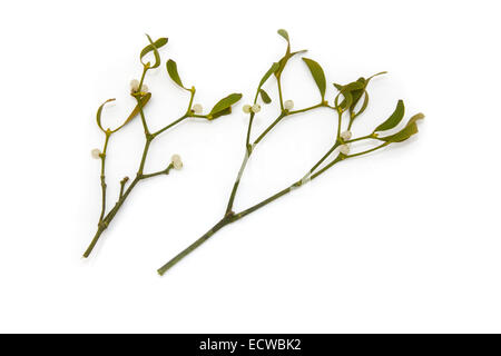 Bouquet de gui isolated on a white background studio. Banque D'Images