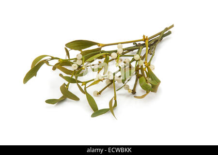 Bouquet de gui isolated on a white background studio. Banque D'Images