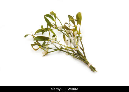 Bouquet de gui isolated on a white background studio. Banque D'Images