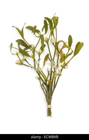 Bouquet de gui isolated on a white background studio. Banque D'Images