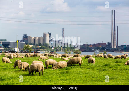 Un troupeau de moutons un pré le long du Rhin, sur une digue, Duisburg, Allemagne Banque D'Images