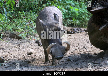 Afrique mâle phacochère (Phacochoerus africanus) avec de très grandes défenses Banque D'Images