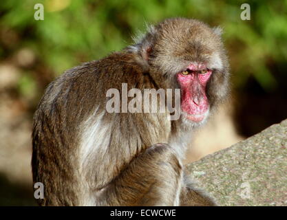 Macaque japonais matures ou Snow monkey (Macaca fuscata) portrait Banque D'Images