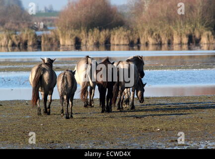 Troupeau de chevaux primitifs polonais Konik alias chevaux dans la zone de réserve naturelle, Frise, Pays-Bas du Nord Banque D'Images