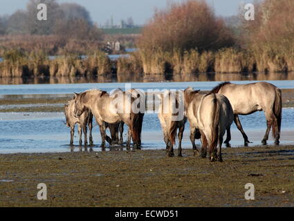 Troupeau de chevaux primitifs polonais Konik alias chevaux dans la zone de réserve naturelle, Frise, Pays-Bas du Nord Banque D'Images