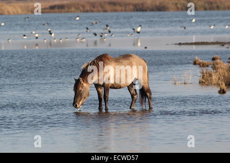 Cheval Konik dans les zones humides côtières de la zone de réserve naturelle, Frise, Pays-Bas du Nord Banque D'Images