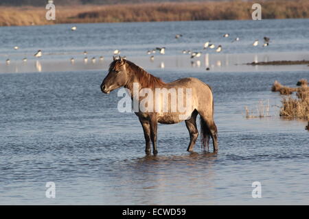 Cheval Konik dans les zones humides côtières de la zone de réserve naturelle, Frise, Pays-Bas du Nord Banque D'Images