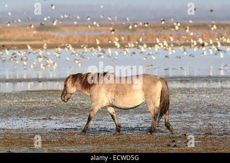 Cheval Konik solitaire dans les zones humides de la Réserve Naturelle Zone Lauwersmeer, Frise, Pays-Bas du Nord, vanneaux taking off Banque D'Images