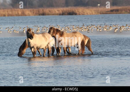 Troupeau de chevaux primitifs polonais Konik alias chevaux dans la zone de réserve naturelle, Frise, Pays-Bas du Nord Banque D'Images