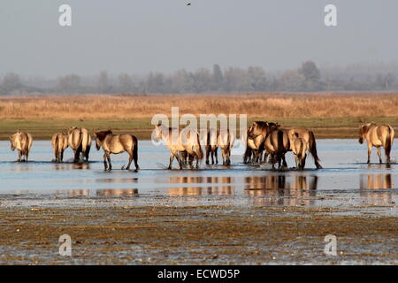 Troupeau de chevaux primitifs polonais Konik alias chevaux dans la zone de réserve naturelle, Frise, Pays-Bas du Nord Banque D'Images