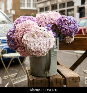 Blanc, rose et pourpre, Hydrangea macrophylla. La boutique de fleurs en fleurs . L'heure d'été. Fleurs debout sur le banc en bois Banque D'Images