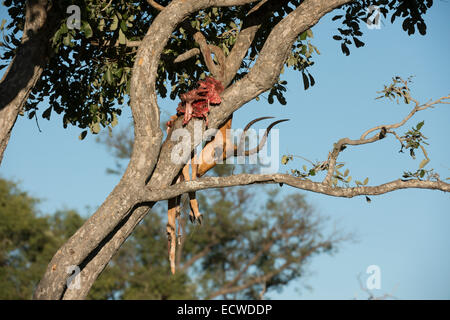 Leopard - tuer une carcasse impala dans un arbre Banque D'Images