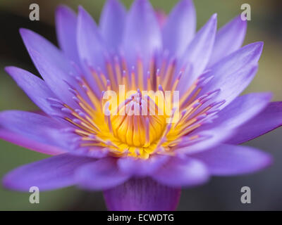 Water Lily, Nymphaeaceae, nénuphars, fleur Banque D'Images