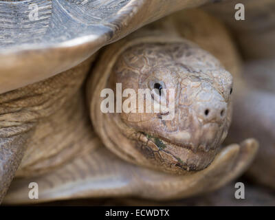 Tortue sillonnée, Geochelone sulcata / Centrochelys sulcata Banque D'Images