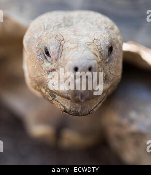 Tortue sillonnée, Geochelone sulcata / Centrochelys sulcata Banque D'Images