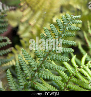 Centre de fern leaf en Thaïlande - selective focus Banque D'Images