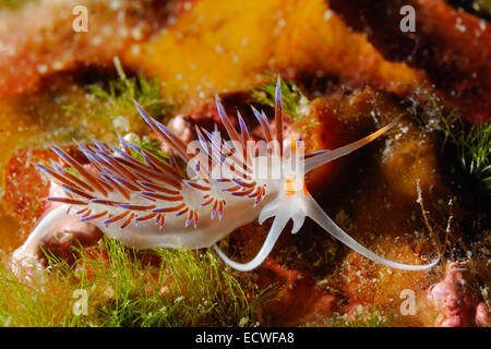 Limace de mer, hervia Cratena peregrina pèlerin, nudibranche, Facelinidae, Tor Paterno zone protégée, Rome, Italie, Mer Méditerranée Banque D'Images