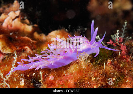 Limace de mer Flabellina affinis, nudibranches, Aeolidoideae, Tor Paterno, zone protégée, Rome, Italie, Mer Méditerranée Banque D'Images