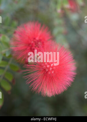 Poudre rouge Puff, Calliandra haematocephala, Obenigoukan. La floraison d'Okinawa, au Japon. Banque D'Images