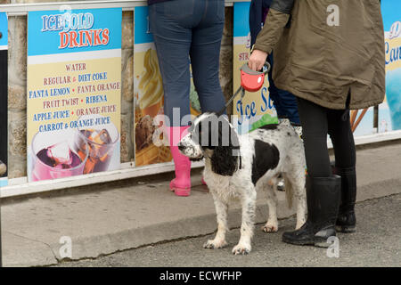 Chien attendre patiemment pour la crème glacée à l'extérieur de l'atelier à St Ives, Cornwall Banque D'Images