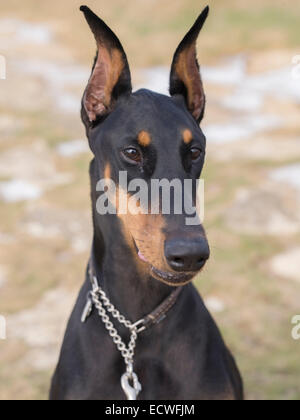 Dobermann ( Dobermann ) grand chien domestique / animal un fidèle chien de compagnie. Noir / tan ( couleur rouille ) Banque D'Images