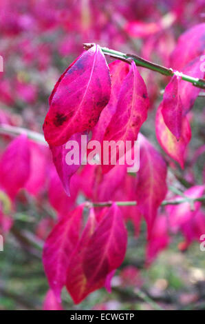 Euonymus alatus ( Winged Spindle Tree ) en automne, UK Banque D'Images