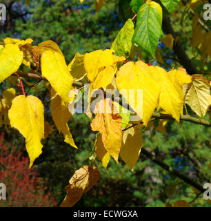 Acer x conspicuum 'Silver cultivar d'Idées', à l'automne Banque D'Images