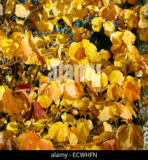 Fothergilla major ( Aulne ) sorcière en automne Banque D'Images