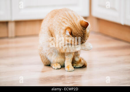 Rouge Orange paisible chat tigré chaton mâle se lave lui-même lécher le sol stratifié. Banque D'Images