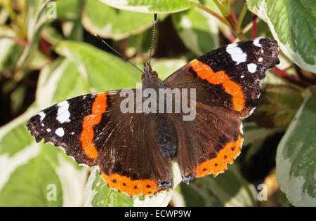 L'amiral rouge, Vanessa atalanta, UK Banque D'Images