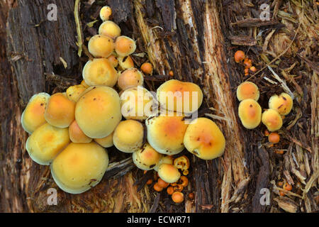 Touffe de soufre champignon, Hypholoma fasciculare, sur un journal en décomposition. Banque D'Images