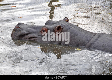 Politique d'hippopotame, Hippopotamus amphibius Banque D'Images