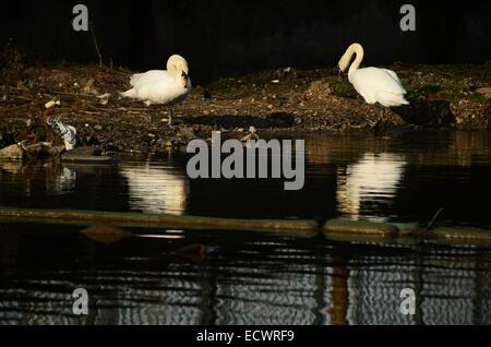 Une paire de cygnes La construction d'un nid sur la berge du canal à Port Dundas à Glasgow, Ecosse Banque D'Images