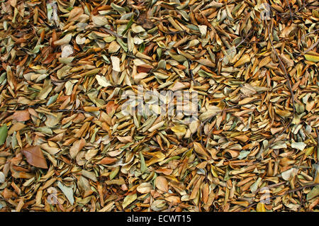 Les feuilles tombées dans une forêt Banque D'Images