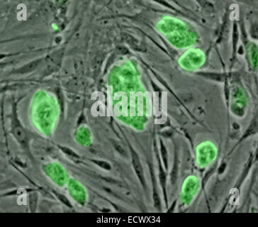 Les cellules souches embryonnaires de souris. Banque D'Images