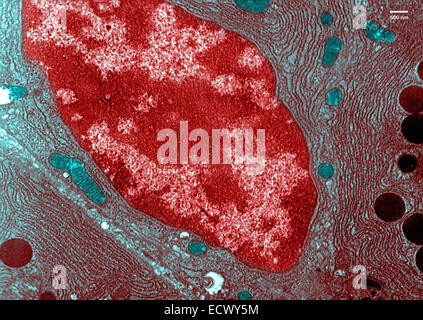 Image au microscope électronique à transmission de cellules de pancréas. Banque D'Images