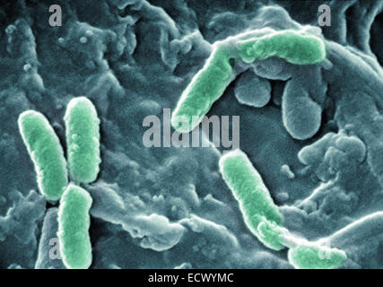 Micrographie électronique à balayage de Pseudomonas aeruginosa. Banque D'Images