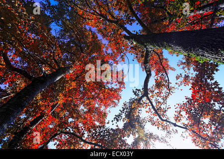 Arbre dans l'automne avec le soleil brillant par à jour Banque D'Images