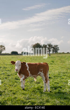 Jeune vache bébé à l'extérieur sur les pâturages Banque D'Images