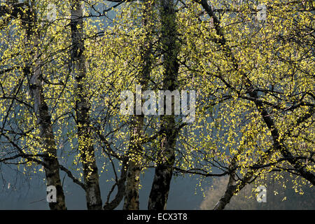 Les bouleaux au printemps dans le Taunus près de Engenhahn, Hesse, Allemagne Banque D'Images