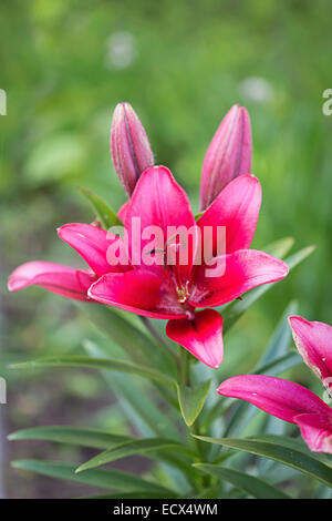 Parfait rose fleur de lys dans le jardin Banque D'Images