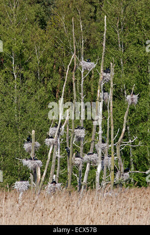 Colonie de cormorans, de Rügen, Allemagne, Europe / Phalacrocor Banque D'Images