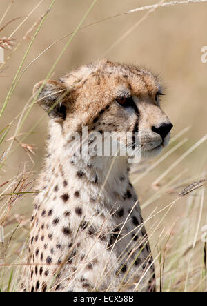 Cheetah cub dans le Masai Mara, Kenya Banque D'Images