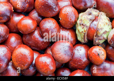 Conkers d'un Horse Chestnut Tree Banque D'Images