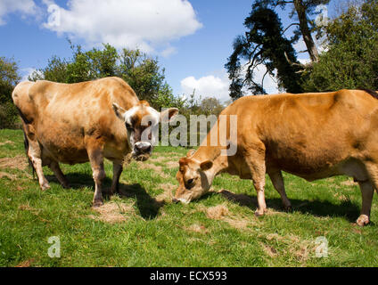 Vaches de Jersey dans le Somerset, Angleterre Banque D'Images