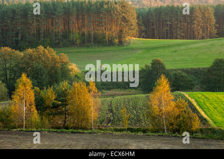 Soirée d'automne dans le parc paysager près de Ostrzyce Cachoube, Pologne. Banque D'Images